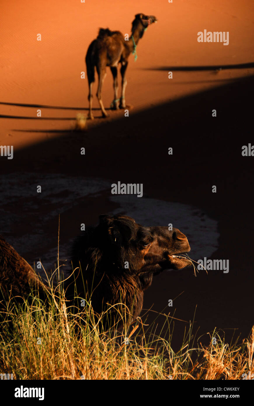 I cammelli di riposo e di alimentazione all'ombra di una duna di sabbia nel Sahara Occidentale Foto Stock