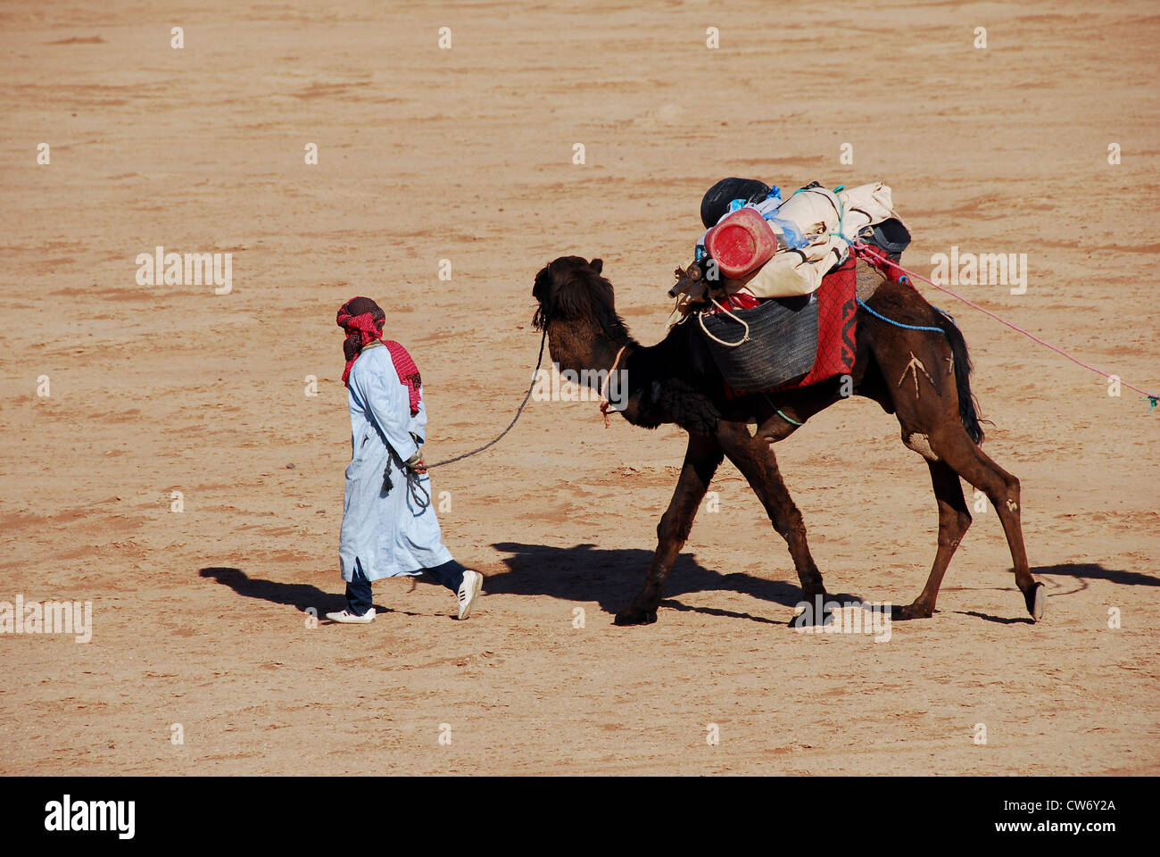 Trekking con il cammello attraverso il deserto del Sahara Foto Stock