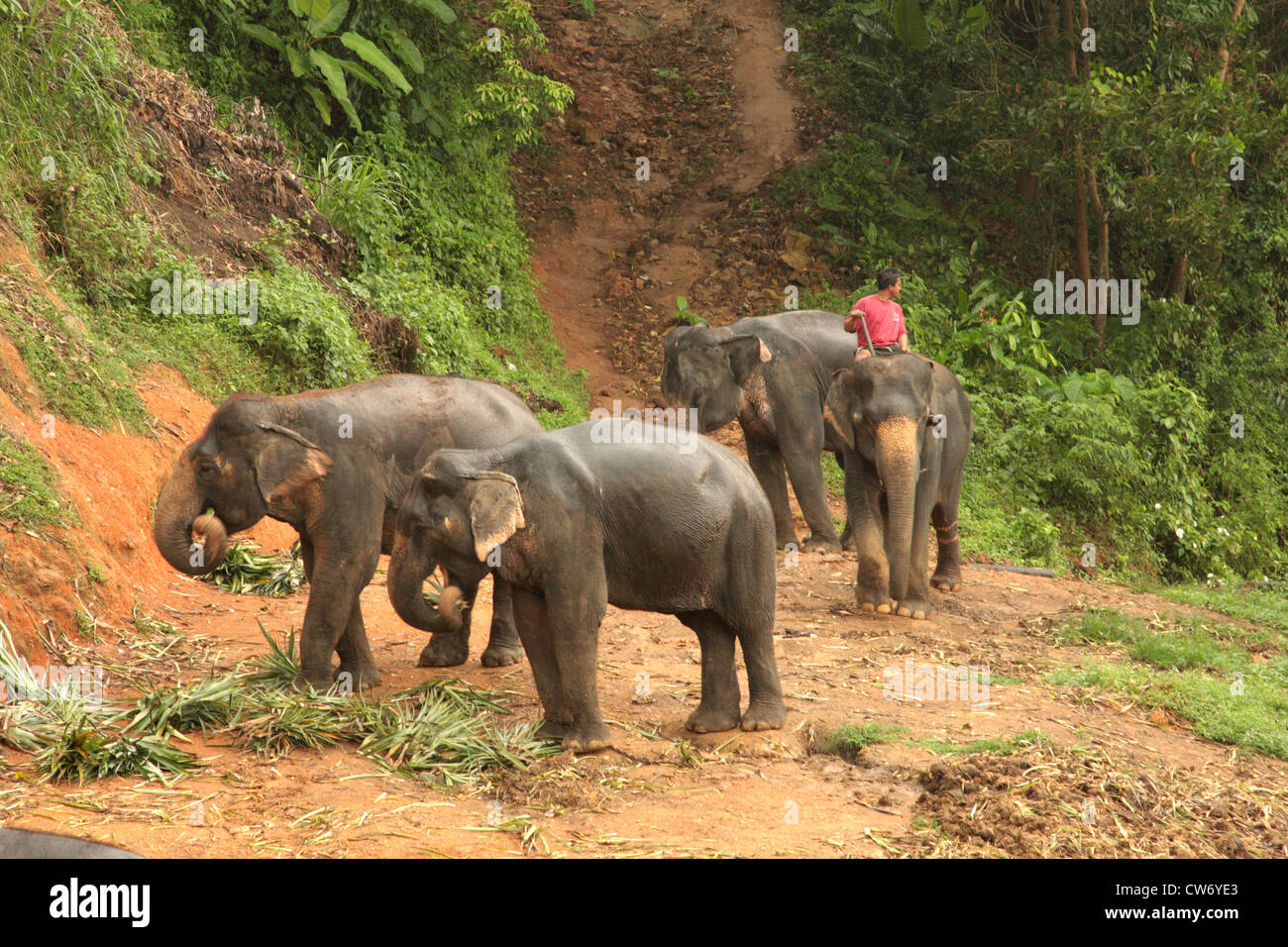 L'elefante indiano (Elephas maximus indicus, Elephas maximus bengalensis), elefanti di lavoro essendo alimentati in serata, Thailandia Phuket Foto Stock