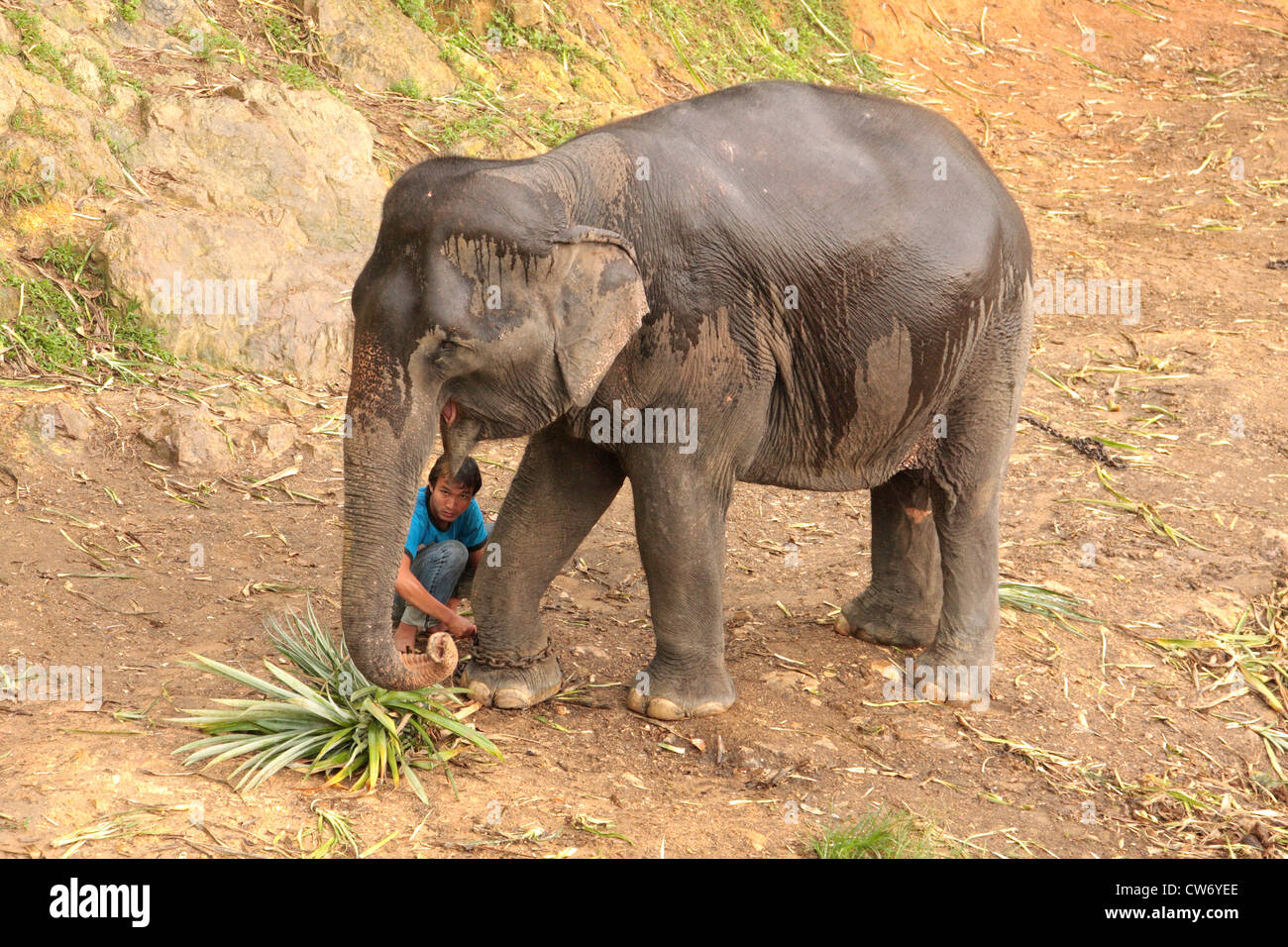 L'elefante indiano (Elephas maximus indicus, Elephas maximus bengalensis), lavorando elephant è incatenato in serata, Thailandia Phuket Foto Stock