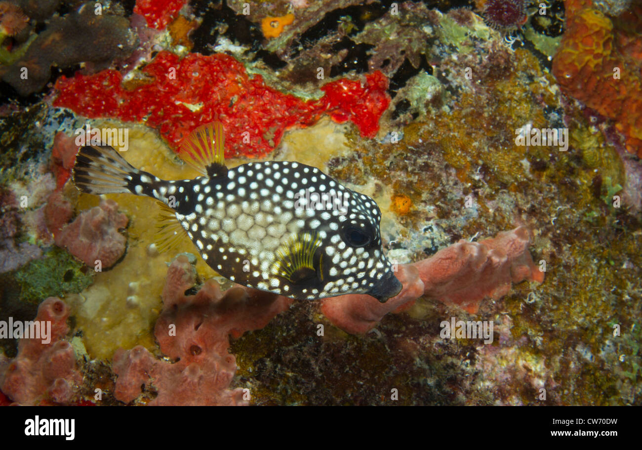 Smooth trunkfish vicino a un impilamento al molo di sale, Bonaire Foto Stock