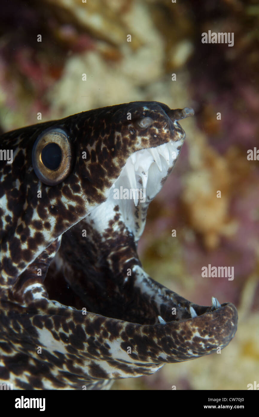 Primo piano della Spotted moray eel Foto Stock