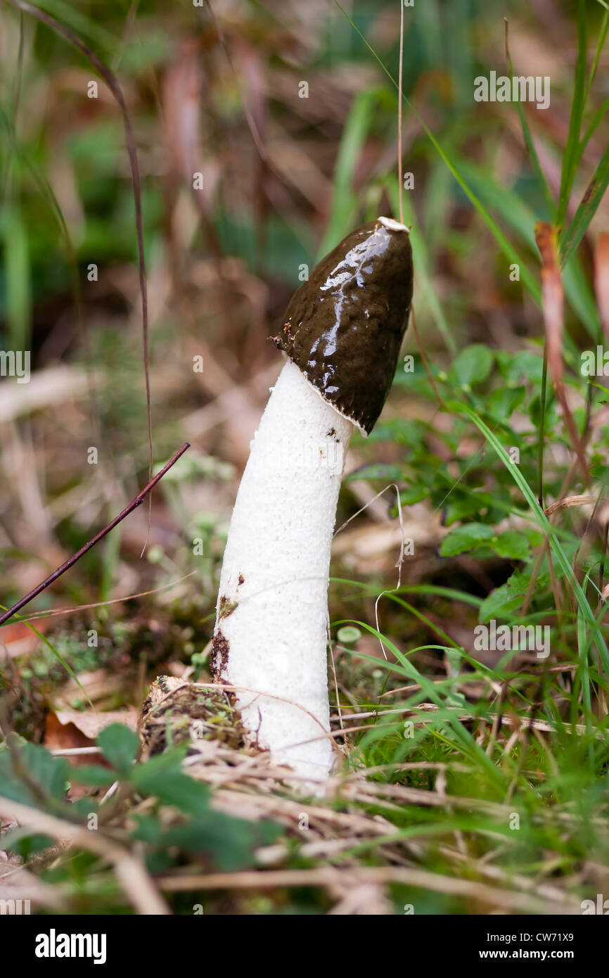 Stinkhorn comune - legno witch - potente odore Foto Stock