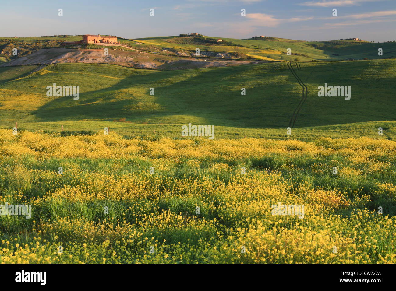 Un paesaggio collinare con campi di grano, cipressi e tradizionali in pietra casa di sunrise, Italia, Toscana Foto Stock