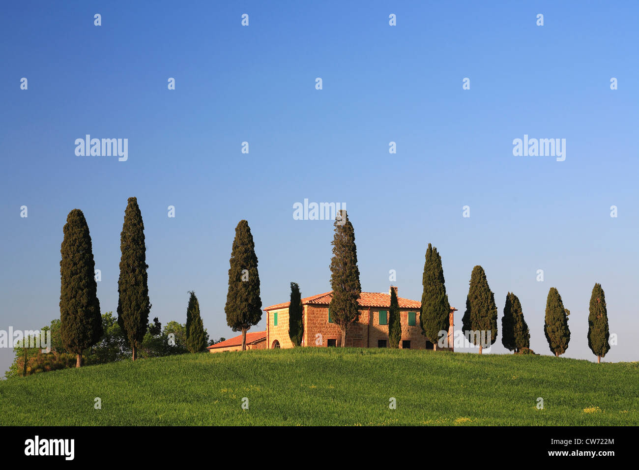 Grainfield e cipressi davanti casa colonica, Italia, Toscana Foto Stock