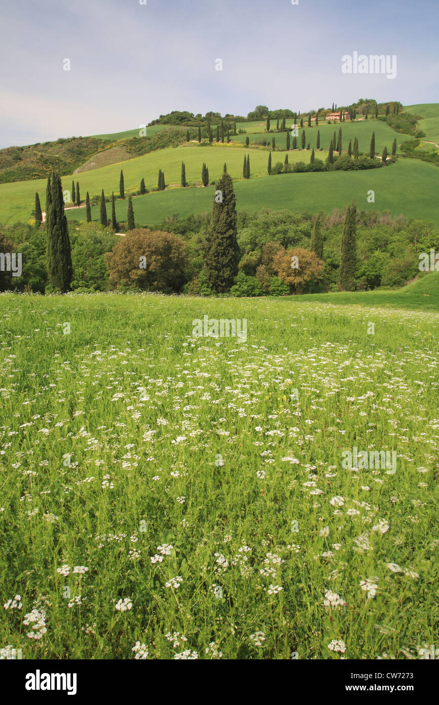 Paesaggio collinare con fiore prato e strada di campagna con cipressi, Italia, Toscana Foto Stock