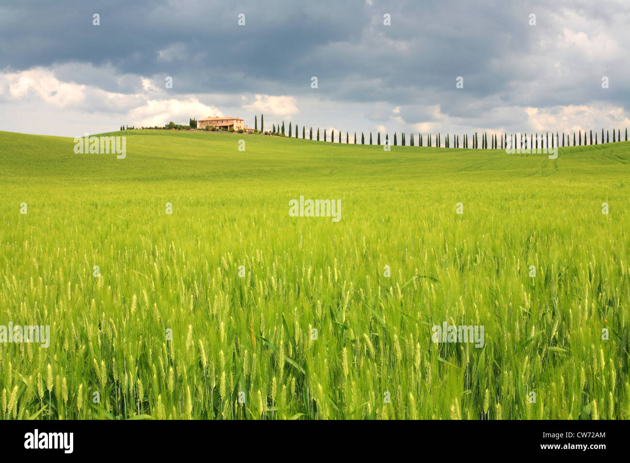 Un paesaggio collinare con viale di cipressi e agriturismo, Italia, Toscana Foto Stock