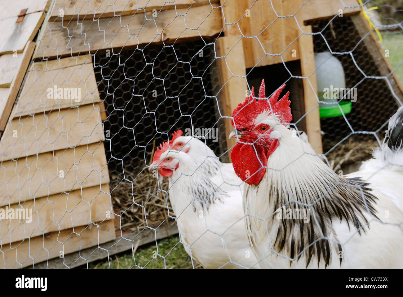 Luce Sussex galline e galletti in un mobile casa della gallina, il Galles. Foto Stock