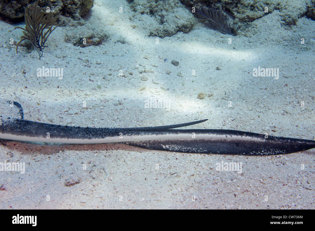 Coda di filo spinato di un southern stingray sporge dalla sabbia Foto Stock