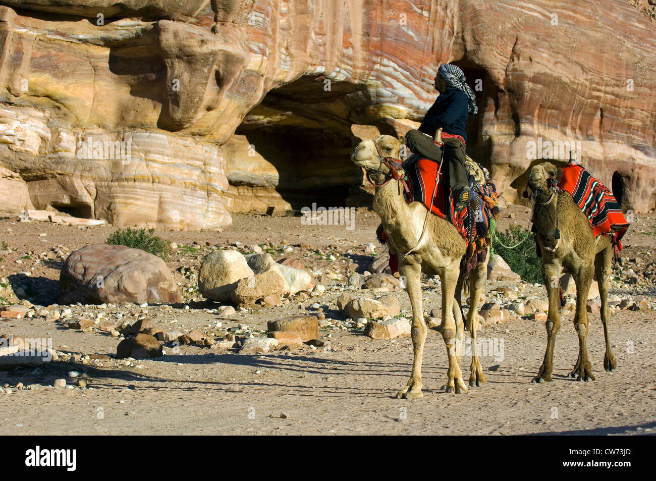 Dromedario, one-humped camel (Camelus dromedarius), beduino con due mount dromedars, Giordania, Petra Foto Stock