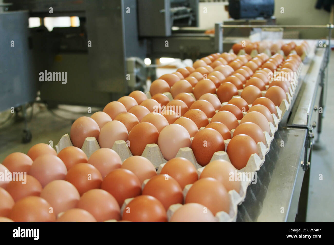 Linea di assemblaggio con pallet di uova Foto Stock