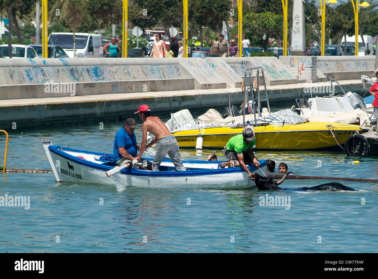 Bull soccorso in acqua, Denia Alicante, Spagna, Europa Foto Stock