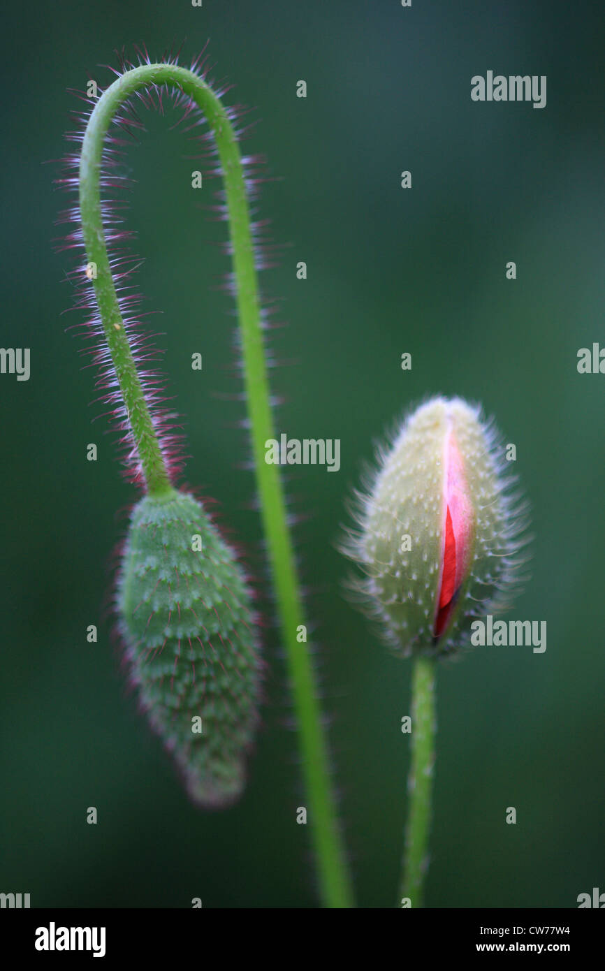 Comune di papavero, mais, papavero rosso papavero (Papaver rhoeas), apertura bud, Italia Foto Stock