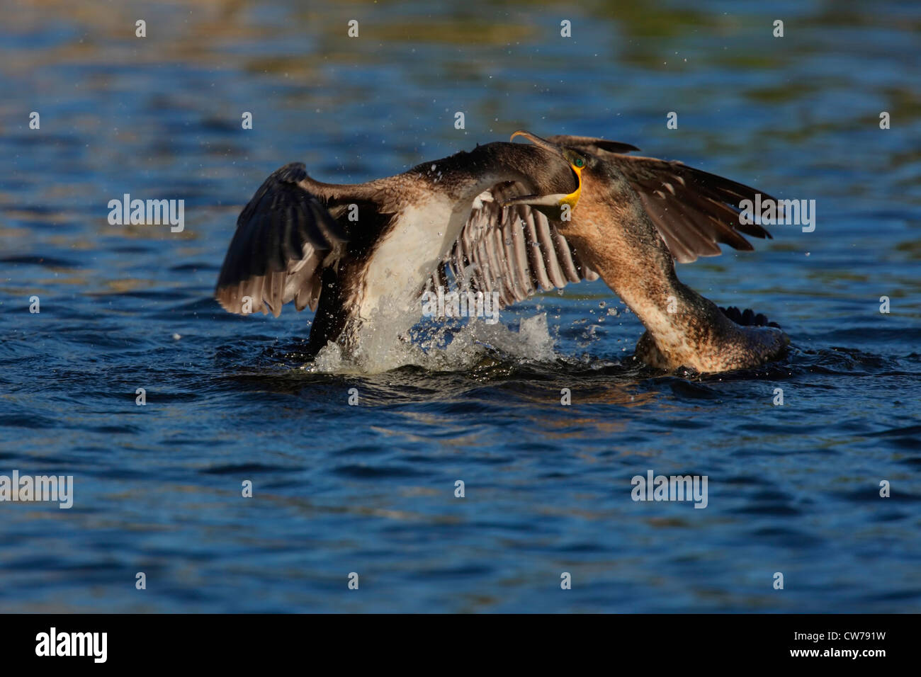 Bianco-breasted cormorano (Phalacrocorax lucidus), giovane uccello sull'acqua essendo alimentato da un adulto, Sud Africa, Western Cape, Intaka Island Foto Stock