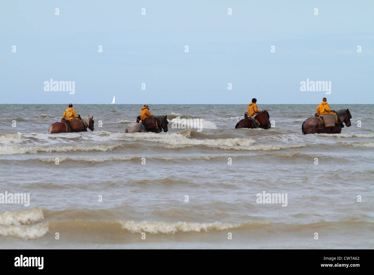 Cavalli domestici (Equus przewalskii f. caballus), attività di pesca del granchio pesante con i cavalli a British canale, Belgio Fiandre Oostduinkerke Foto Stock