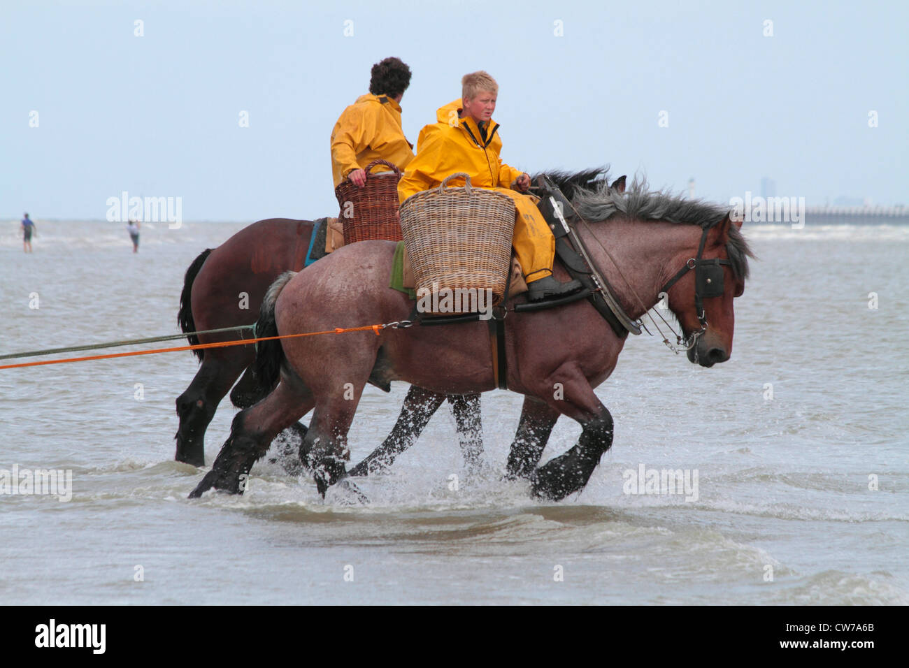 Cavalli domestici (Equus przewalskii f. caballus), attività di pesca del granchio pesante con i cavalli a British canale, Belgio Fiandre Oostduinkerke Foto Stock