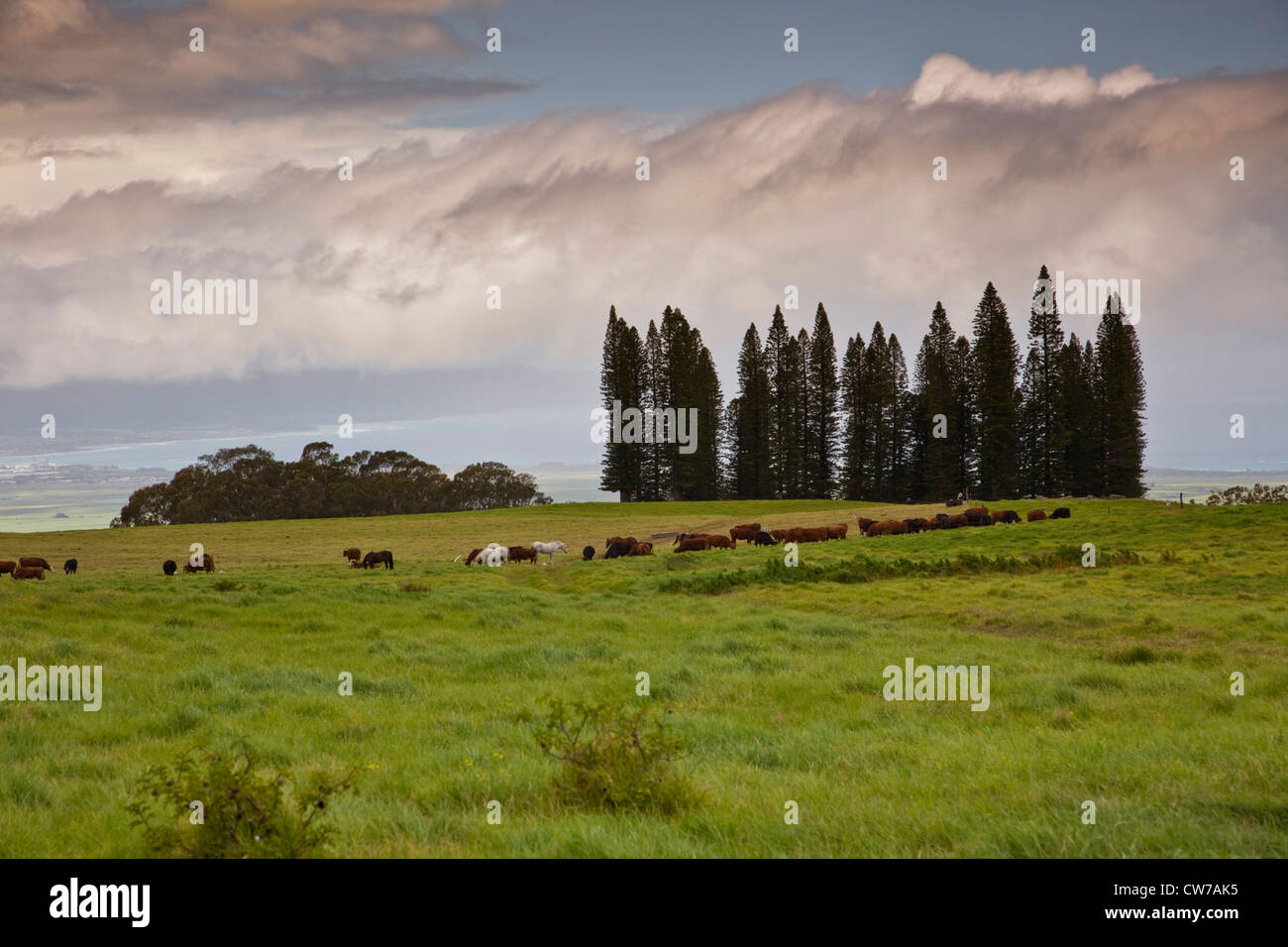 Cook (pino Araucaria columnaris), gruppo di bestiame a Haleakal, STATI UNITI D'AMERICA, Hawaii Maui Foto Stock
