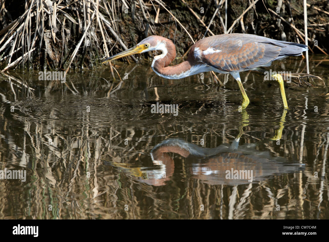 Un tricolore Heron, Egretta tricolore, in un saltmarsh. Richard DeKorte Park, Lyndhurst, NJ, Stati Uniti d'America Foto Stock