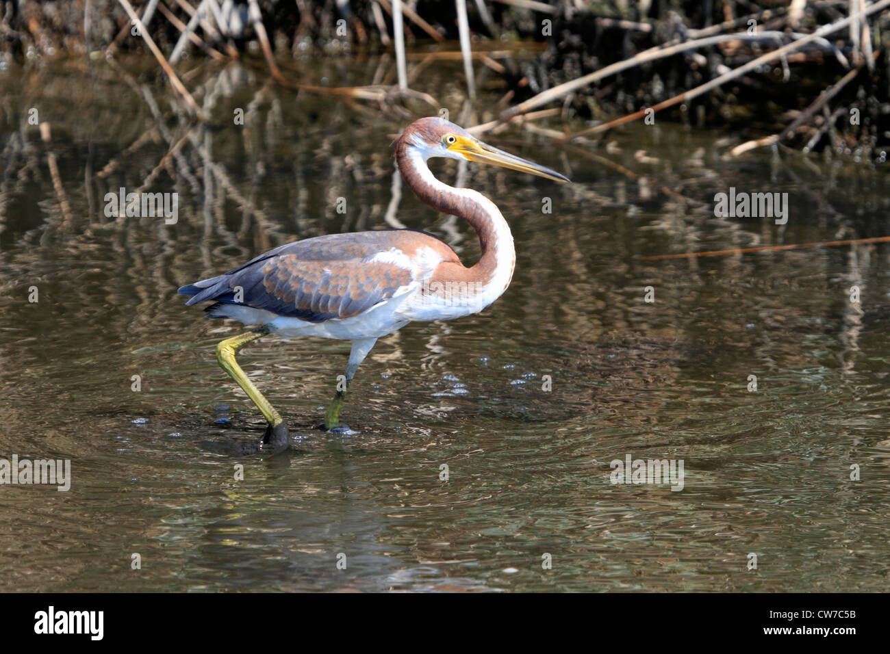 Un tricolore Heron, Egretta tricolore, in un saltmarsh. Richard DeKorte Park, Lyndhurst, NJ, Stati Uniti d'America Foto Stock