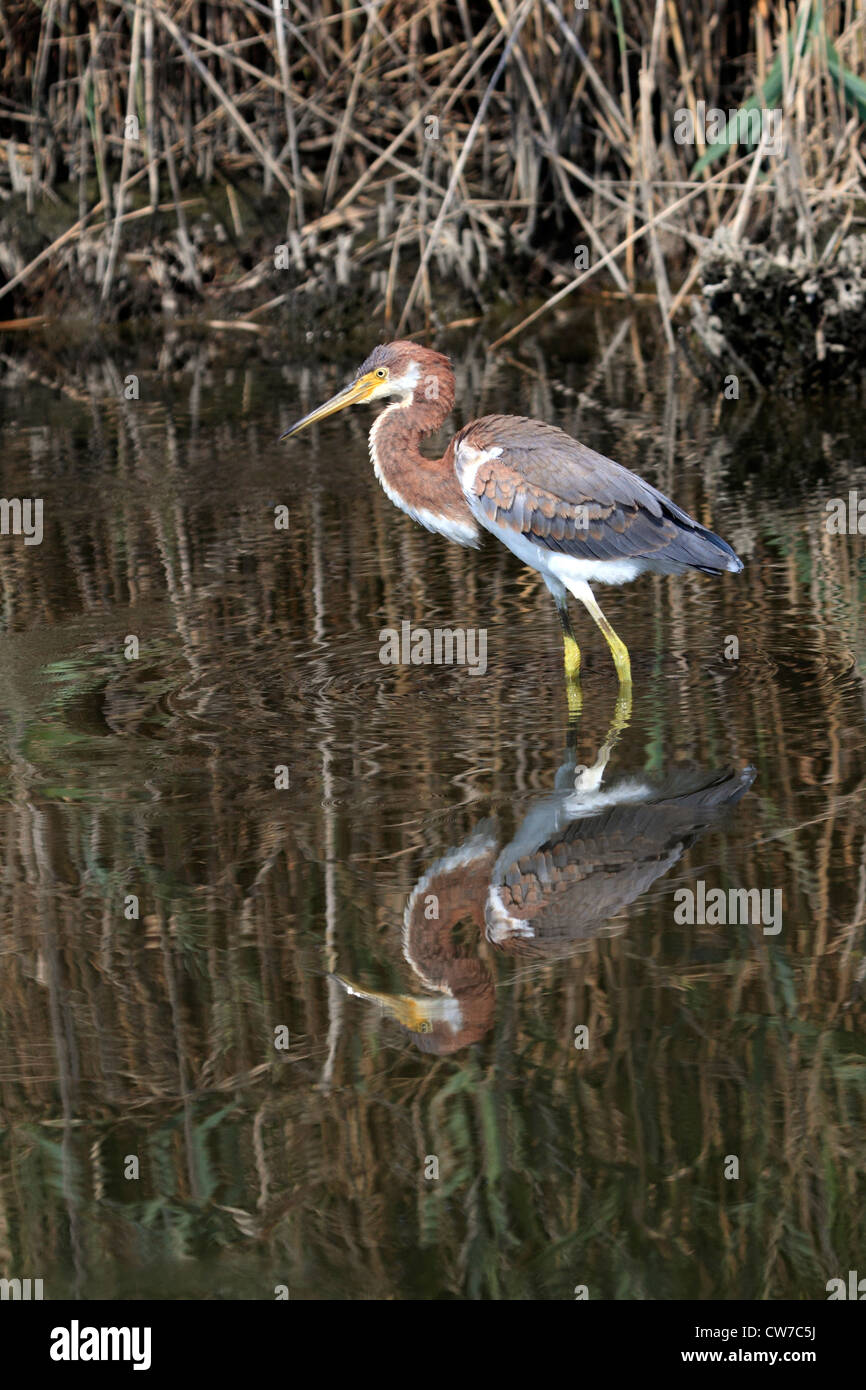 Un tricolore Heron, Egretta tricolore, in un saltmarsh. Richard DeKorte Park, Lyndhurst, NJ, Stati Uniti d'America Foto Stock