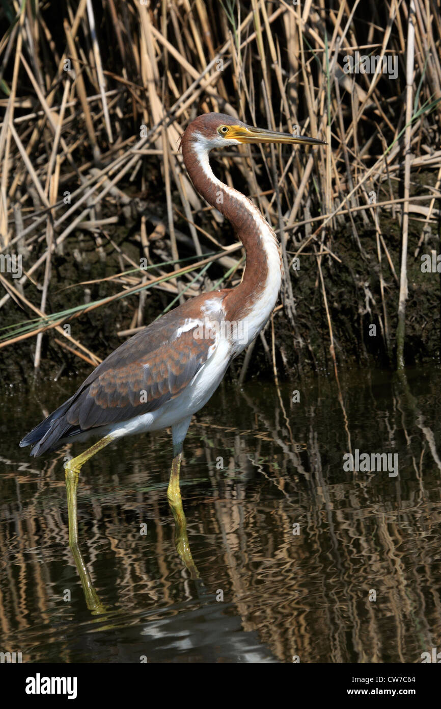 Un tricolore Heron, Egretta tricolore, in un saltmarsh. Richard DeKorte Park, Lyndhurst, NJ, Stati Uniti d'America Foto Stock
