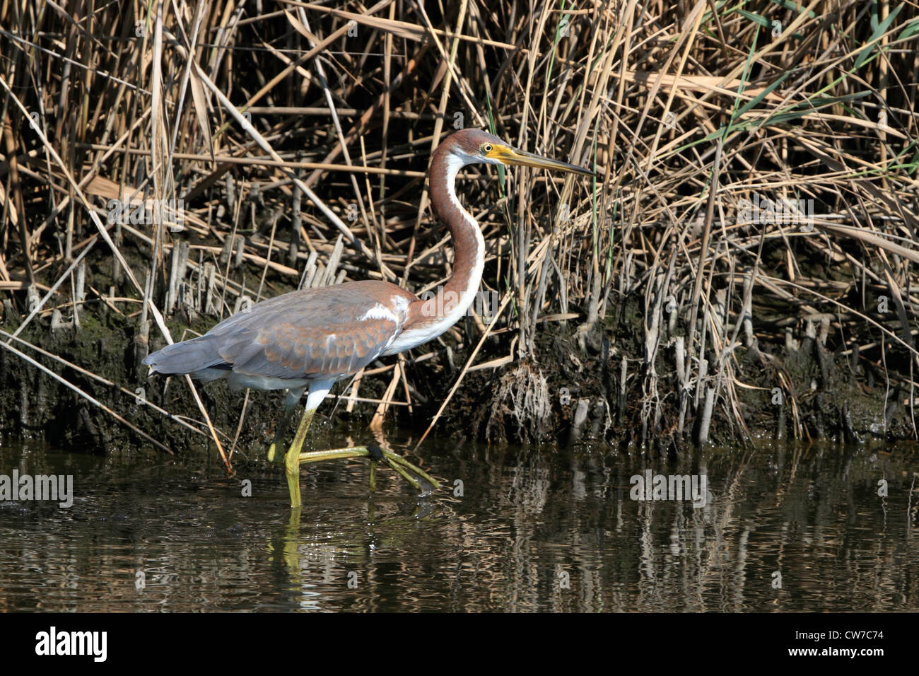 Un tricolore Heron, Egretta tricolore, in un saltmarsh. Richard DeKorte Park, Lyndhurst, NJ, Stati Uniti d'America Foto Stock
