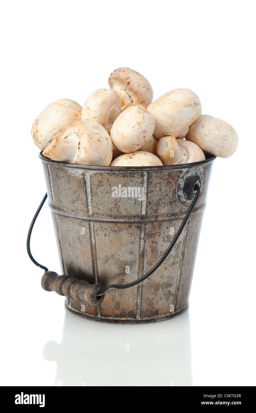 Fresco di funghi raccolti in un vecchio secchio di metallo su uno sfondo bianco con lieve riflesso. Foto Stock