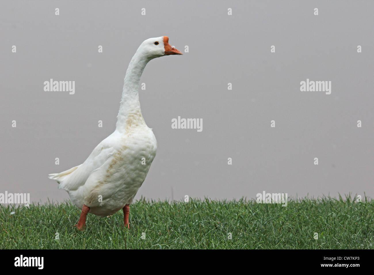 Una grande oca bianca nell'erba. Foto Stock
