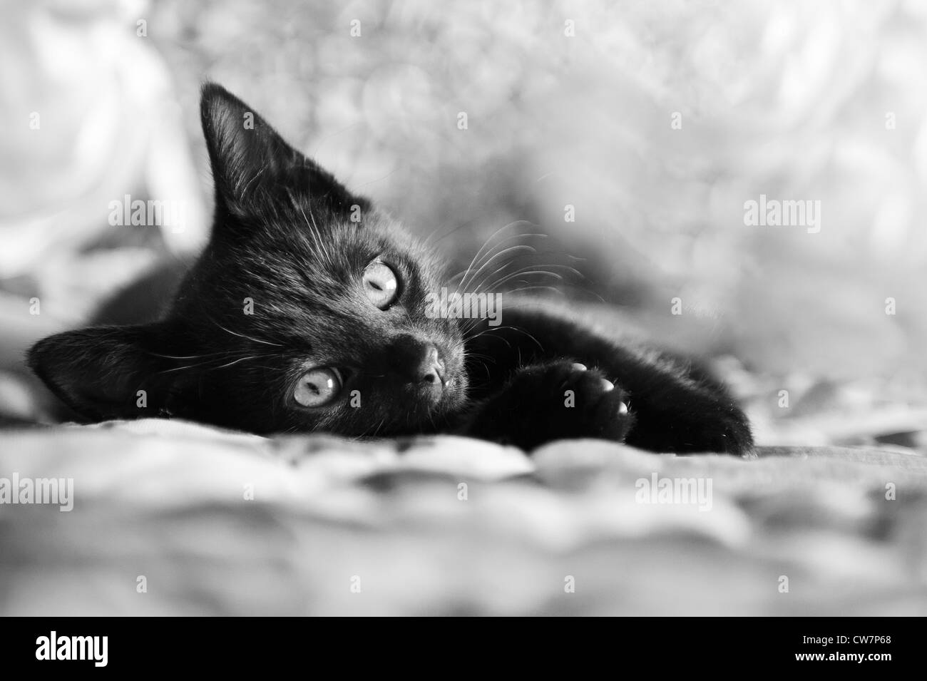 Foto in bianco e nero di nero gattino nel naturale ambiente indoor. Foto Stock