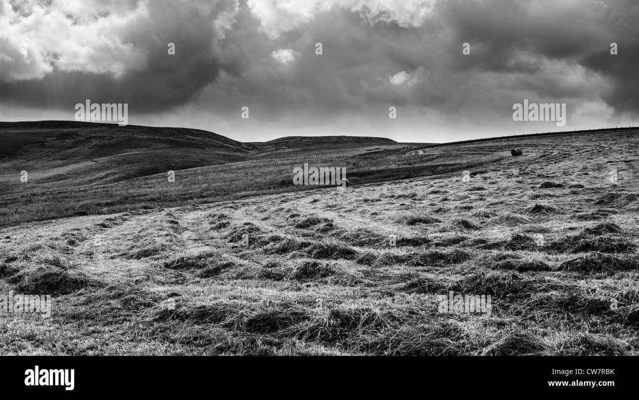 Linee di taglio di erba in attesa di essere imballato con il trattore su un orizzonte fienagione teesdale Foto Stock
