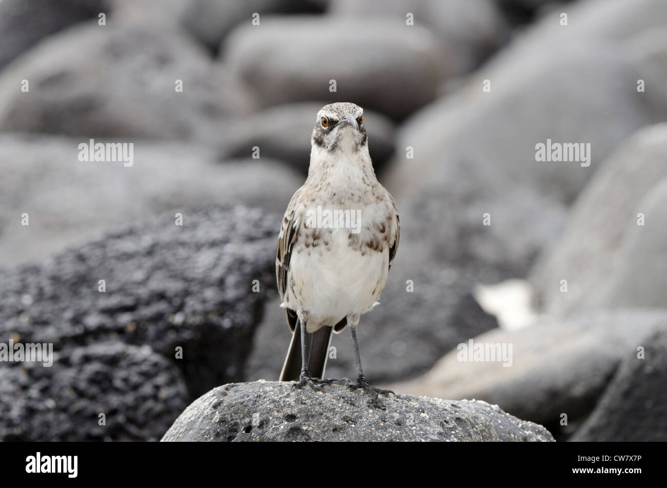 Ecuador, Galapagos, all'Isola Espanola (aka Cappa isola), Baia Gardner. Cappa endemica mockingbird (Nesomimus macdonaldi). Foto Stock