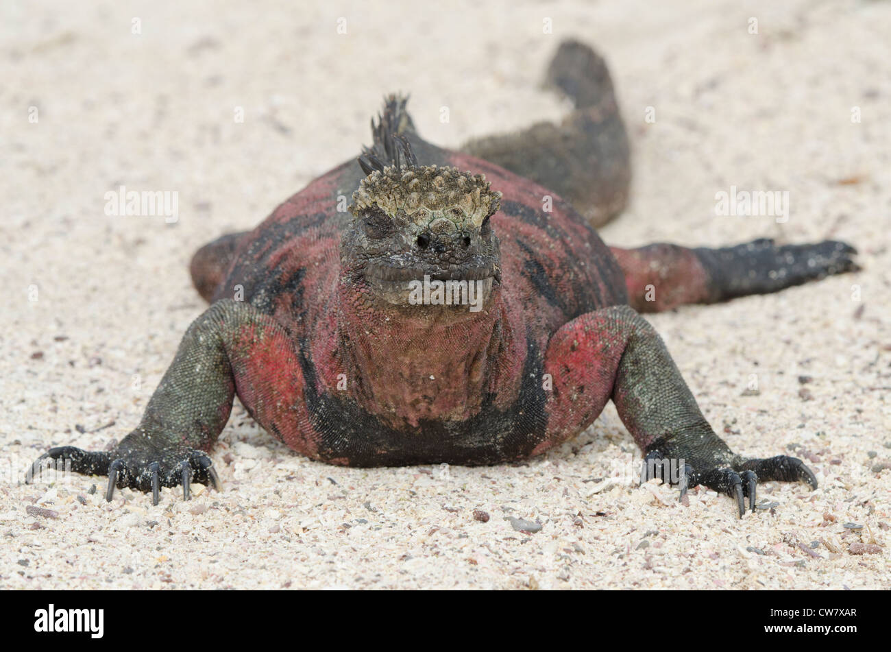 Ecuador, Galapagos, Espanola, Punta Suarez. Sottospecie endemica di marine iguana. Foto Stock