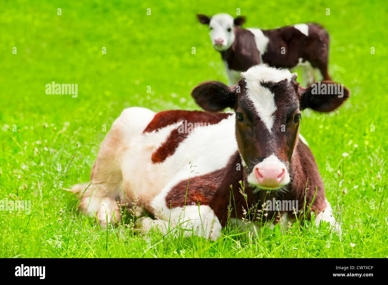 Animale della fattoria. Due piccoli polpaccio sul verde prato estivo Foto Stock