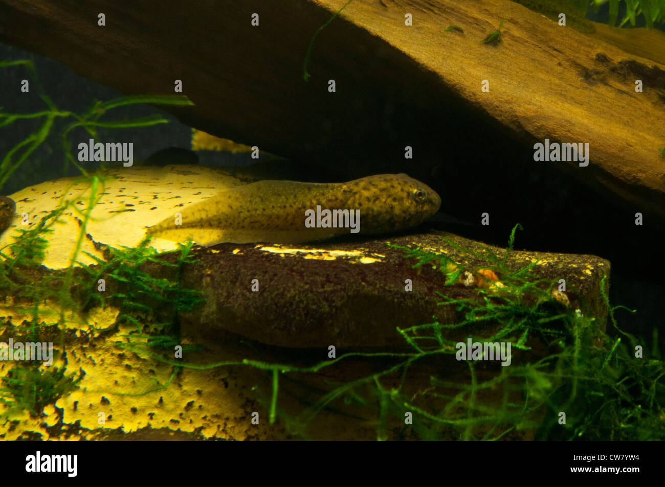 Un American Bullfrog tadpole Foto Stock