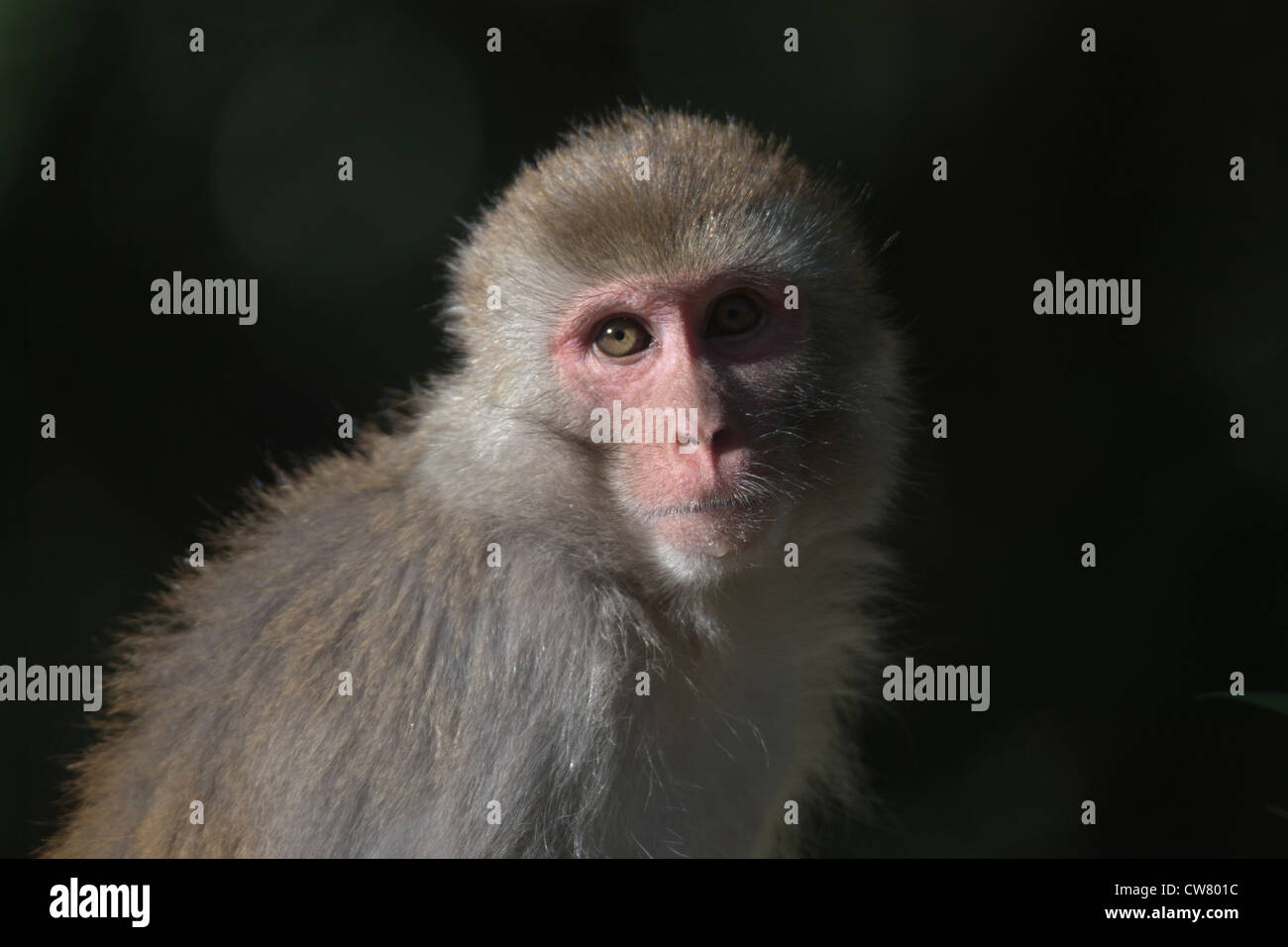 Macaco rhesus con il suo cappotto di inverno in alta montagna dell'himalaya godendo la frizzante sole al mattino Foto Stock