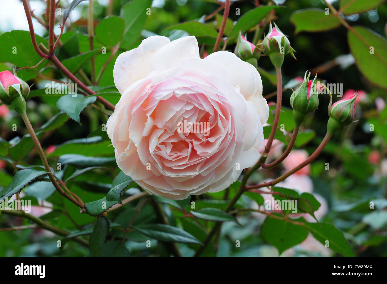 Rosa A Shropshire Lad Foto Stock