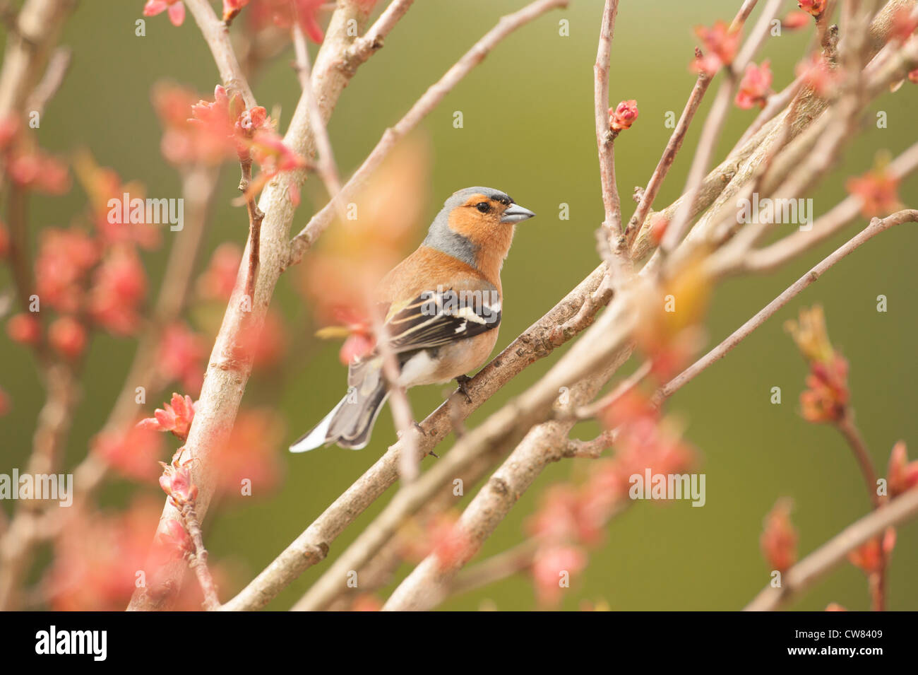 Un maschio di fringuello seduto su un albero ciliegio in Scozia Foto Stock