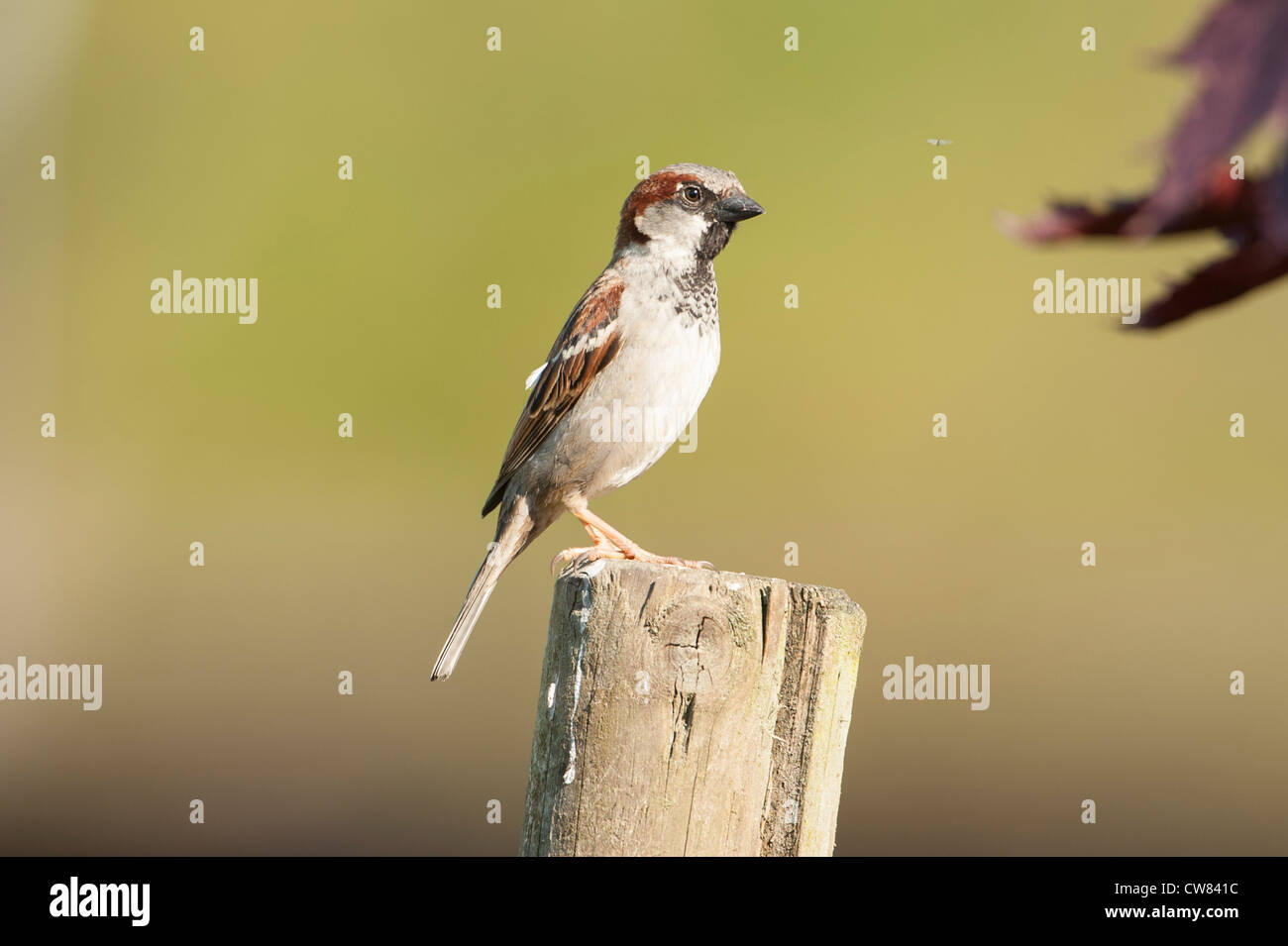 Un passero wild bird si siede su una recinzione in Scozia Foto Stock