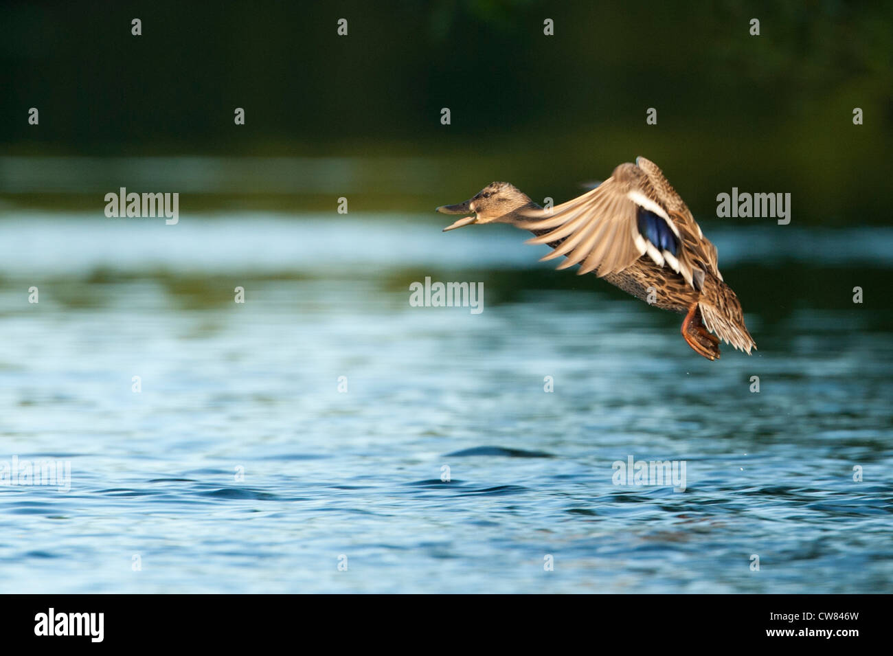 Il germano reale (Anas platyrhynchos) volare sopra il fiume Doon, Scozia Foto Stock