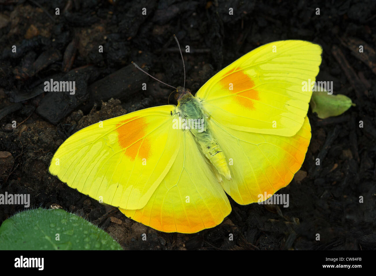 Un arancione-sbarrate butterfly Foto Stock