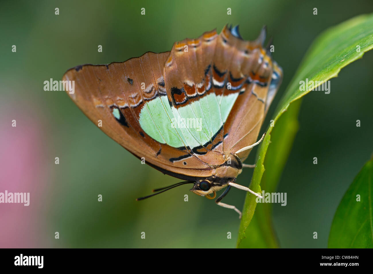 Un comune Nawab butterfly Foto Stock