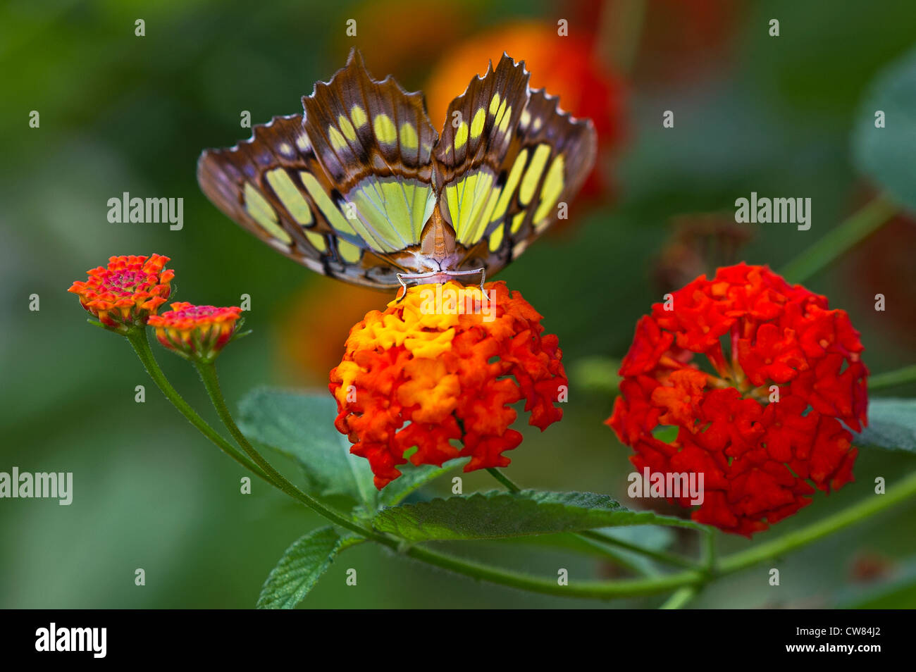 Una farfalla Malachite su una bandiera spagnola impianto Foto Stock