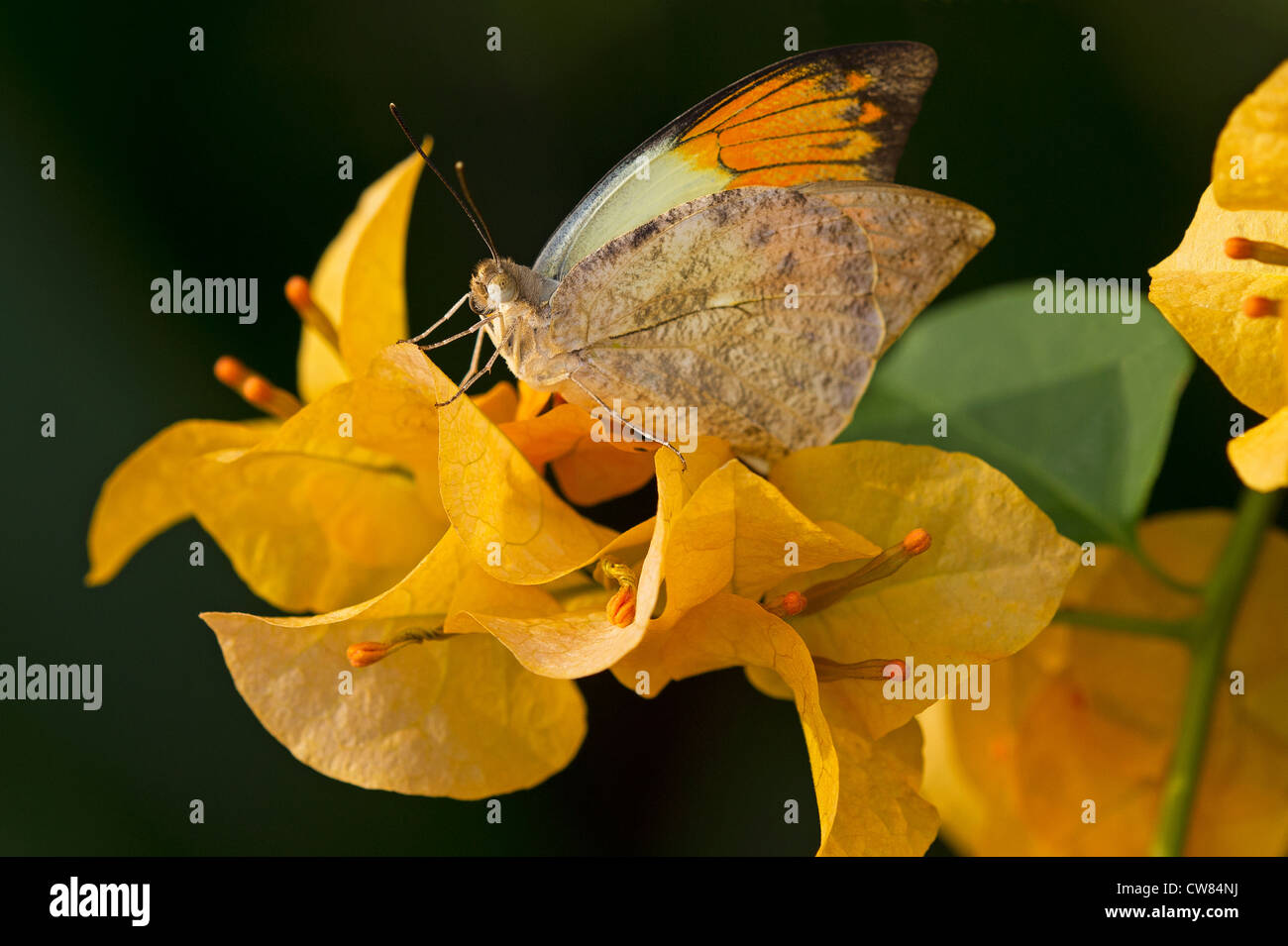 Un adulto grande punta arancione farfalla Foto Stock