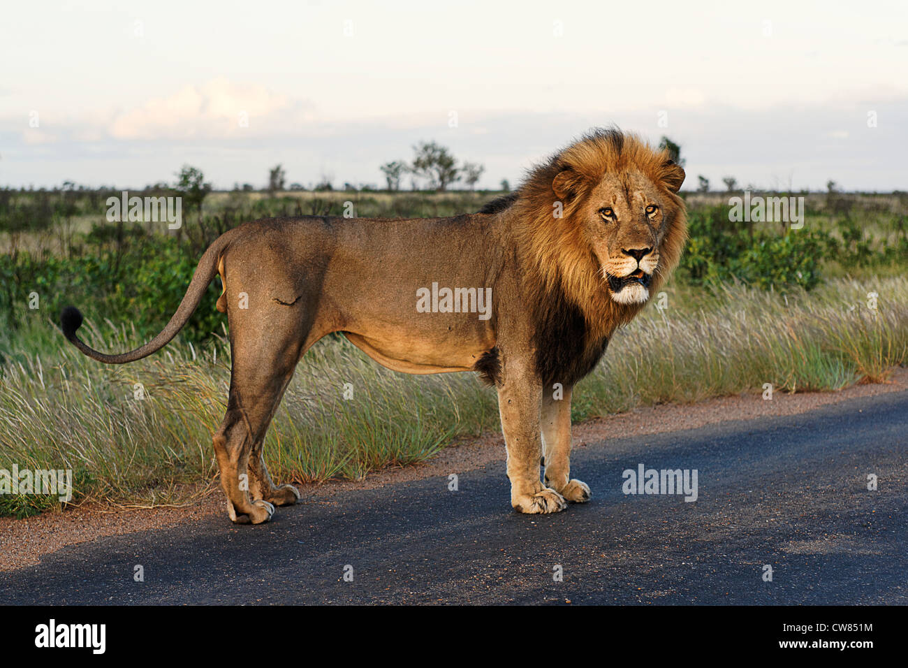 Maschio di leone africano ( Panthera leo ) su una strada, Kruger National Park, Sud Africa Foto Stock