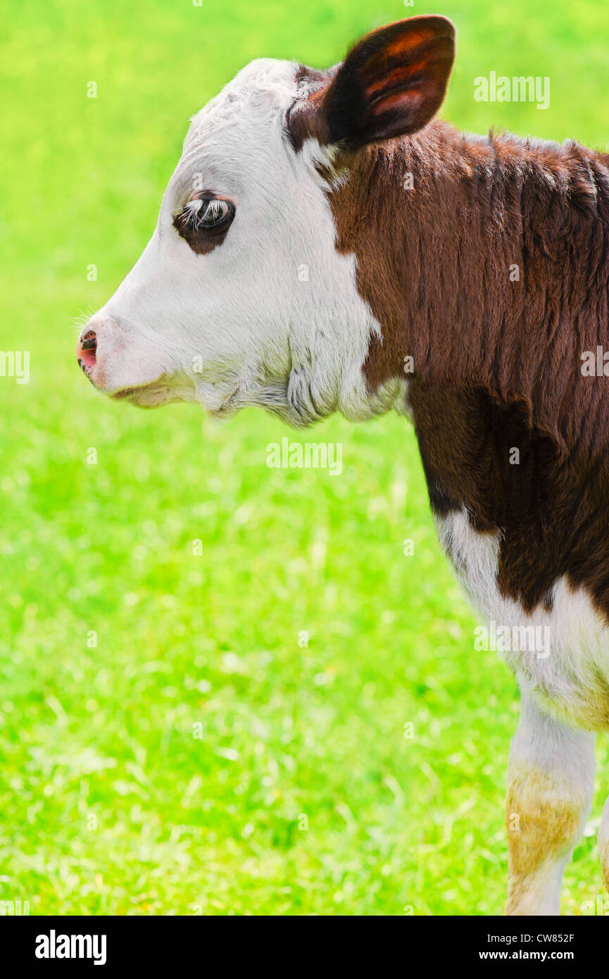 Animale della fattoria. Poco vitello sul verde prato estivo Foto Stock