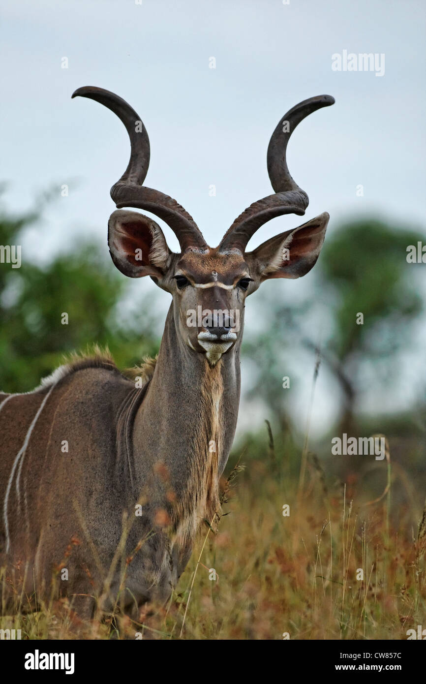 Bull Kudu ( Tragelaphus strepsiceros ) ritratto, Kruger National Park, Sud Africa Foto Stock