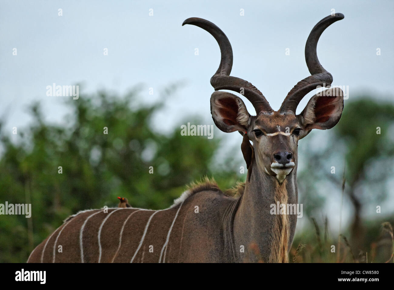 Bull Kudu ( Tragelaphus strepsiceros ) ritratto, Kruger National Park, Sud Africa Foto Stock