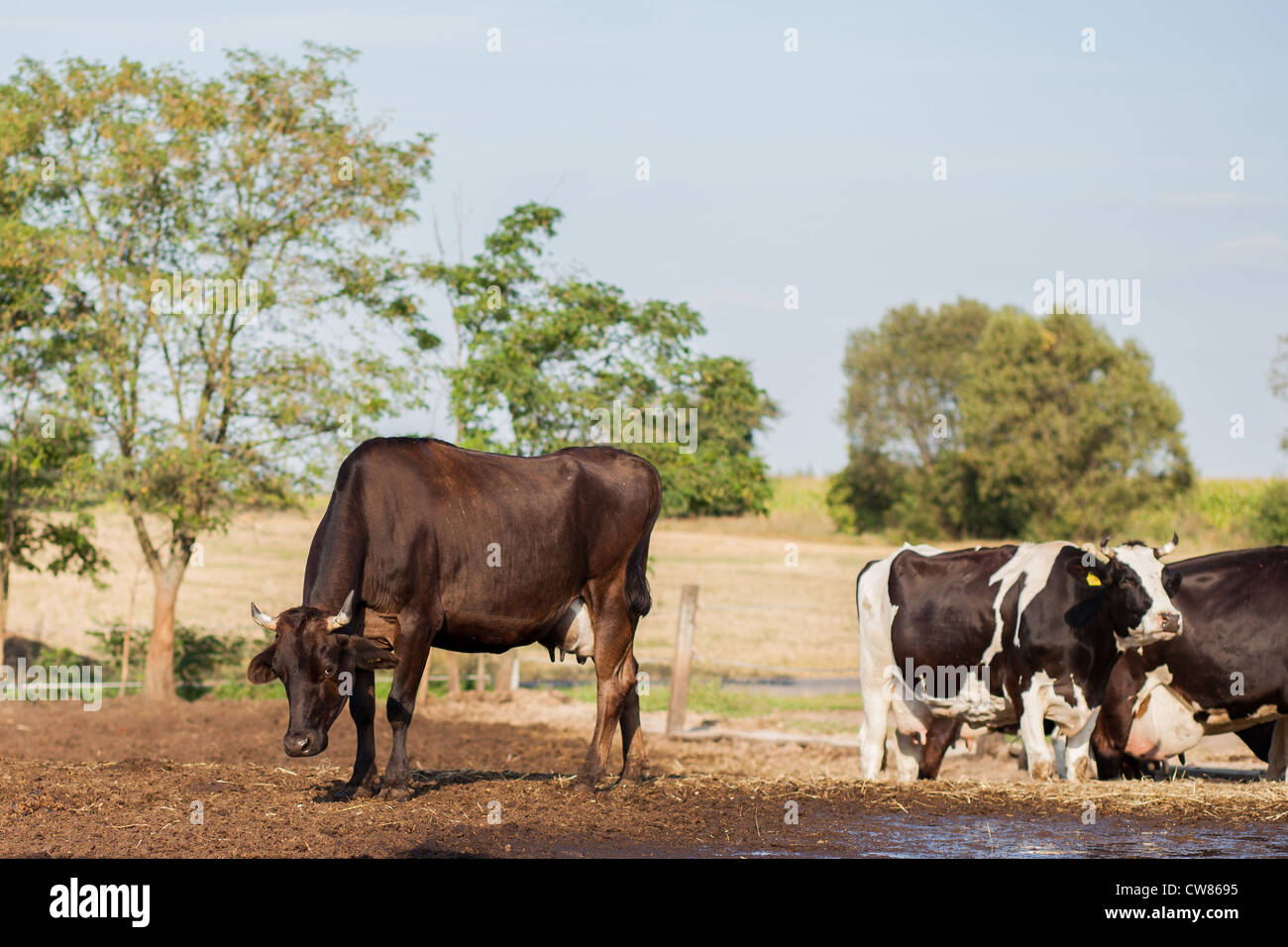 Un paio di vacche da latte in una fattoria Foto Stock