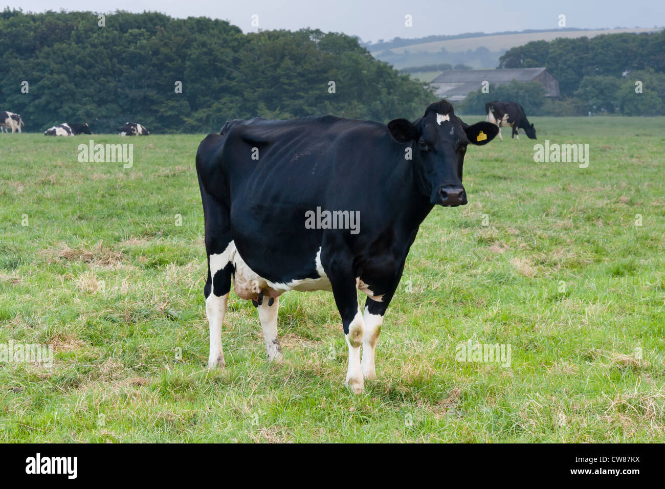 Una vacca di grandi dimensioni in un campo di erba. Foto Stock