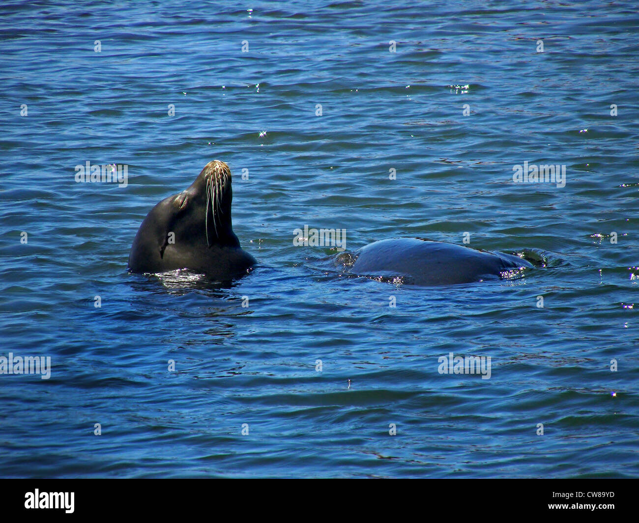 Una femmina di leoni marini della California (Zalophus californianus) saloni nell'Oceano Pacifico nei pressi di Ventura, California. Foto Stock